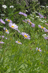 Erigeron glacialis glacialis