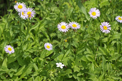 Erigeron glacialis glacialis