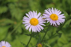 Erigeron glacialis glacialis