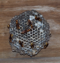 Polistes major major