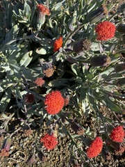 Dimorphotheca sinuata