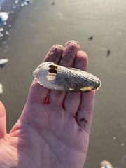 Cyrtopleura costata