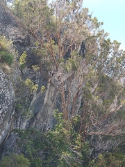 Luma apiculata