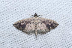 Pyraustinae
