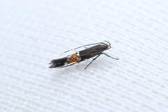 Cosmopterix