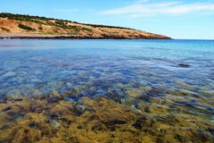 Cystophora moniliformis