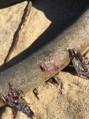 Microcladia coulteri