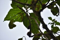 Aglaeactis cupripennis