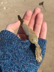 Membranipora membranacea