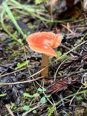 Gliophorus psittacinus