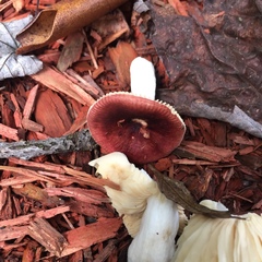 Russula vinacea