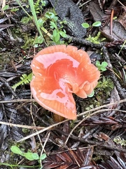 Gliophorus psittacinus