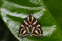 Hemerophila albertiana