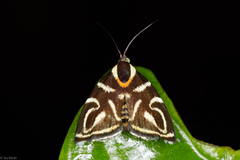 Hemerophila albertiana