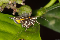 Hemerophila albertiana