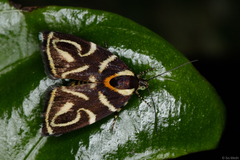 Hemerophila albertiana