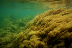 Cystophora moniliformis