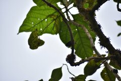 Aglaeactis cupripennis