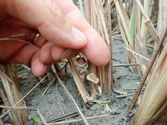 Paramarasmius mesosporus