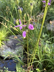 Primula jeffreyi
