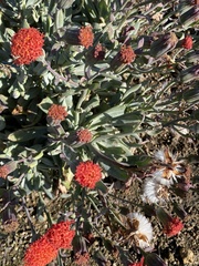 Dimorphotheca sinuata