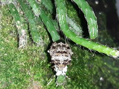Antiteuchus mixtus