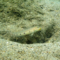 Valenciennea longipinnis