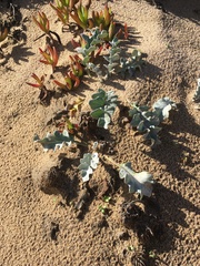 Cirsium rhothophilum