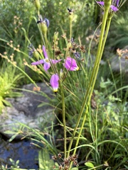 Primula jeffreyi
