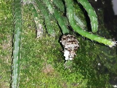 Antiteuchus mixtus