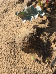 Cirsium rhothophilum