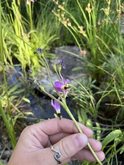 Primula jeffreyi