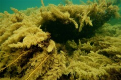 Cystophora moniliformis