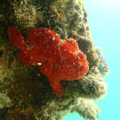 Antennarius commerson