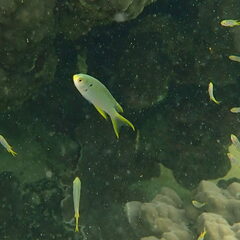 Neopomacentrus nemurus