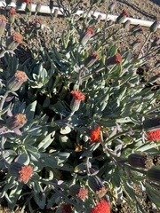 Dimorphotheca sinuata