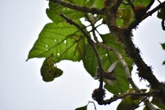 Aglaeactis cupripennis