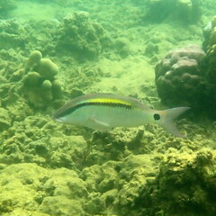 Parupeneus barberinus