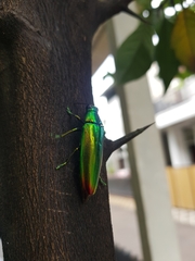 Chrysochroa fulminans
