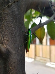 Chrysochroa fulminans