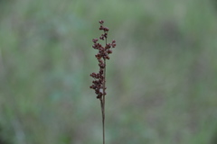 Juncus marginatus