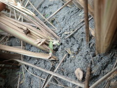 Paramarasmius mesosporus