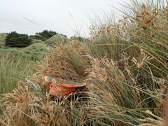 Paramarasmius mesosporus