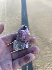 Megabalanus tintinnabulum