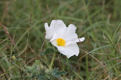 Argemone albiflora