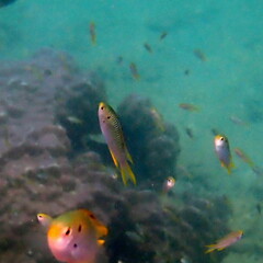 Neopomacentrus nemurus