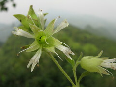 Silene baccifera