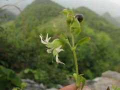 Silene baccifera