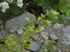 Silene baccifera