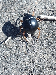Nyctelia
